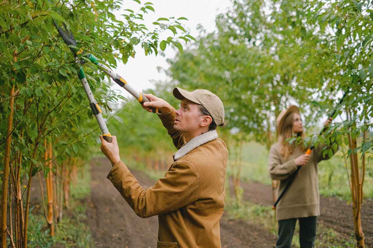 Best Tree Trimming Near Me  in Clayton, GA